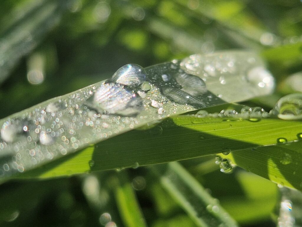 Close-up van grassprieten met daarop dauwdruppels. De druppels glanzen in het zonlicht.