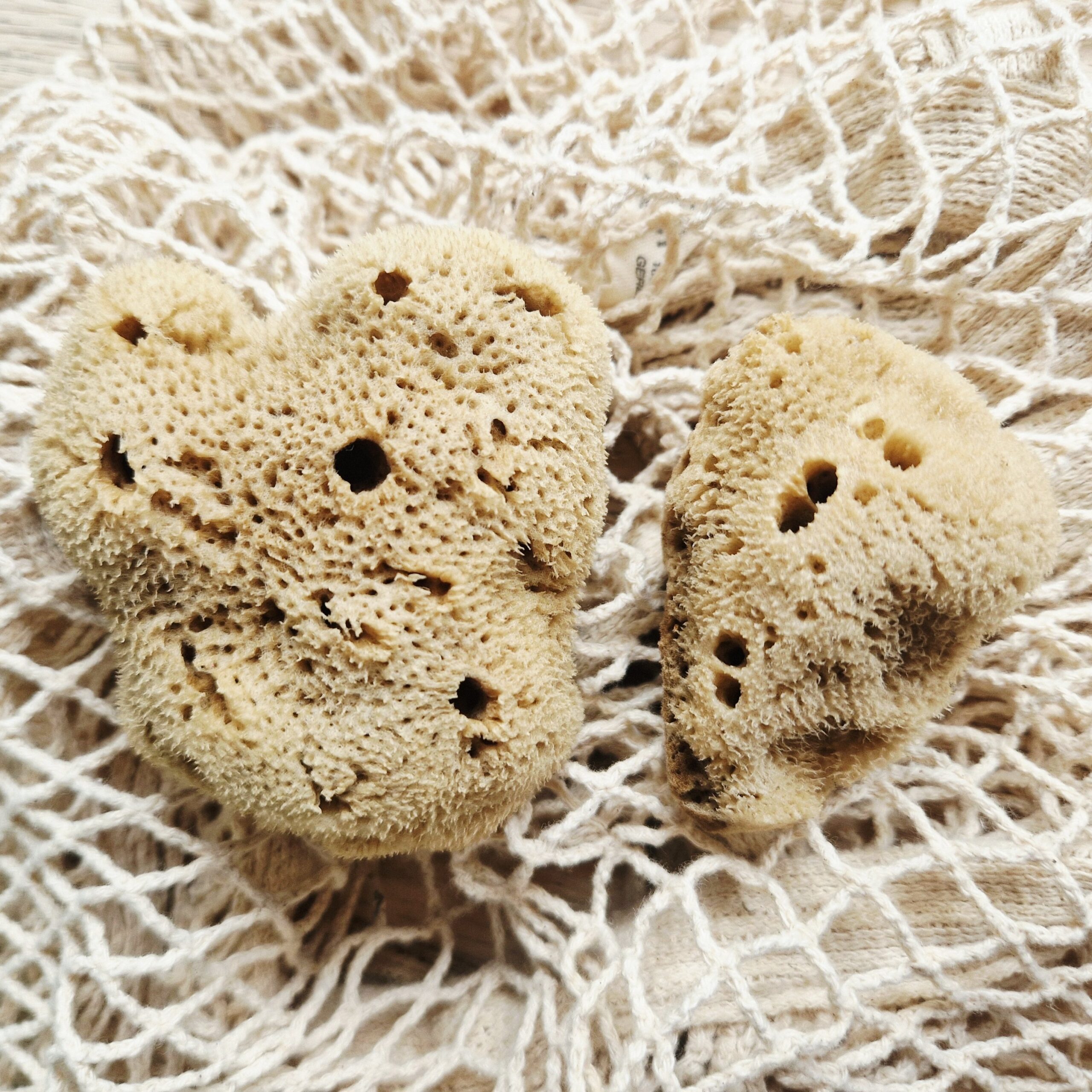 Natuurspons - Afbeelding 3