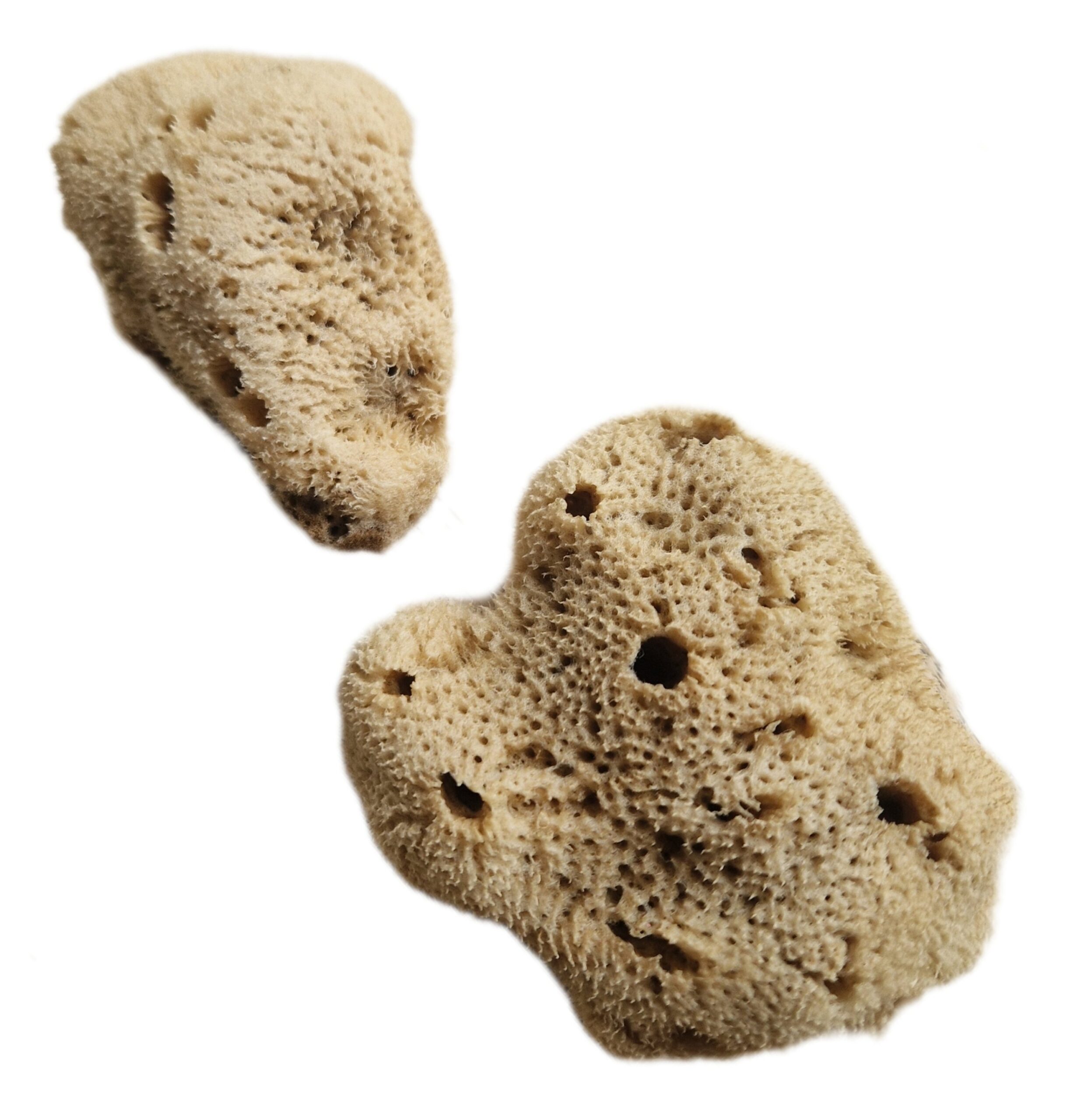 Natuurspons - Afbeelding 4